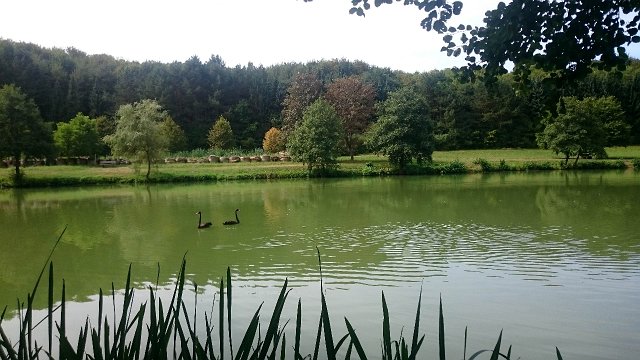 Schwarze Schwaene am Ihner Weiher